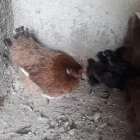 مرغ شمال باجوجه هاش|حیوانات مزرعه|هشتگرد, خور|دیوار