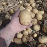 سیب بذری جلی 401وارداتی خوش قالب|خوردنی و آشامیدنی|رزن, |دیوار