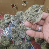 پرنده سهره خاکی