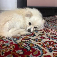 پامرین کاسگو گرینچک طوطی عروس هلندی کوتوله