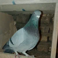 کفتر|پرنده|تهران, پامنار|دیوار