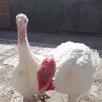 بغلمون گوشتی به فروش میرسد|حیوانات مزرعه|عطاملک, |دیوار