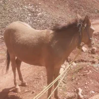 قاطر