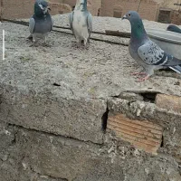 کفتر|پرنده|درمیان, |دیوار