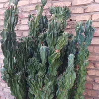 کاکتوس سخره ای|گل و گیاه طبیعی|یزد, |دیوار