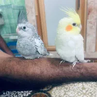 عروس هلندی