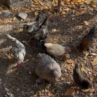 فروش مرغ و خروس|حیوانات مزرعه|لواسان, |دیوار