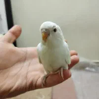 یه جفت مرغ عشق|پرنده|شوش, |دیوار