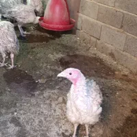 بوقلمون