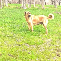 سگ ماده سرابی گمشده