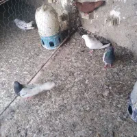 سلام ودرودچهارعددکفتر