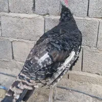 بوقلمون نر|حیوانات مزرعه|سراوان, |دیوار