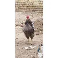 خروس گلین طوسی