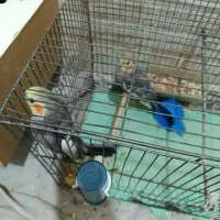 دو تا نر بالغ|پرنده|کازرون, |دیوار