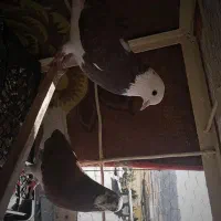 تعدادی کبوتر|پرنده|ایوان, |دیوار