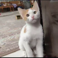واگذاری بچه گربه|گربه|قم, آزادگان|دیوار