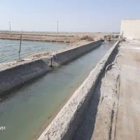 فروش مزرعه پرورش  میگو