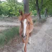 اسب نریان فروشی