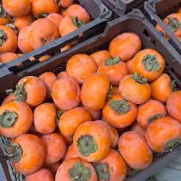 میوه خرمالو عمده