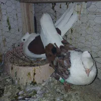 کفتر دوکت و دمبی