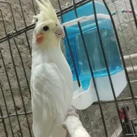 ماده|پرنده|اراک, |دیوار