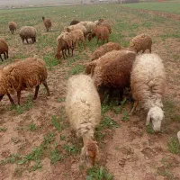باسلام گوساله و گوسفند ماده نر دارم