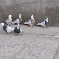 کبوتر طوقی|پرنده|کبودرآهنگ, |دیوار