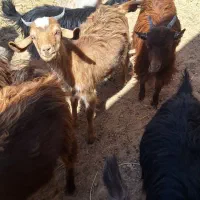 کره بزغاله|حیوانات مزرعه|مهریز, |دیوار