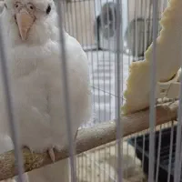 عروس هلندی البینو|پرنده|اهواز, اسلام آباد شرقی|دیوار