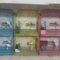 فروش انواع جفت مرغ عشق مولد درجه یک