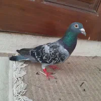 یک دانه کفتر زیبا|پرنده|مشهد, بهمن|دیوار