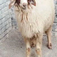 قوچ. اهواز|حیوانات مزرعه|حمیدیه, |دیوار