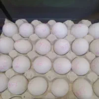 پخش تخمه مرغ