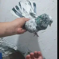 نر سرور غریب گیر|پرنده|شهریار, شهرک شاهد|دیوار