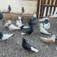 اول متن بخون دسته رنگی یزد