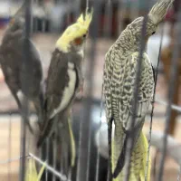 طوطی عروس /هلندی / سرلاک|پرنده|آمل, |دیوار