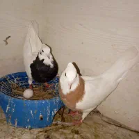 یک جفت طوقی