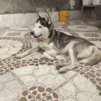 هاسکی مالامود قیمت ۵