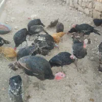 بوقلمون|پرنده|ارسنجان, |دیوار