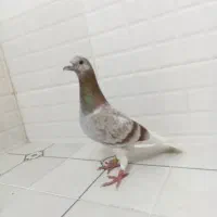 کبوتر غوره نر