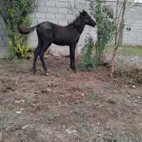 اسب با کره|حیوانات مزرعه|فراغی, |دیوار