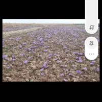 خدمات کشاورزی|خدمات باغبانی و درختکاری|خرم‌آباد, |دیوار