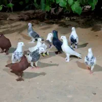 بهبهانی خوب