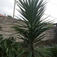 فروش درخت یوکا و سیکاس و توت فرنگی