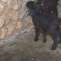 بره نر بختیاری پستونک