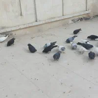 کبوتر|پرنده|قزوین, |دیوار