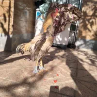 خروس لاری ۱۸ ماهه