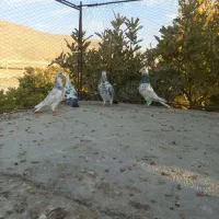 کبوتر جفتی|پرنده|پاسارگاد, |دیوار