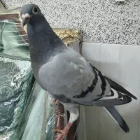 کفترمسافتی