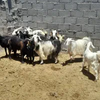 بز کهره